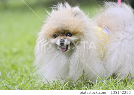 可愛的博美犬 135142293