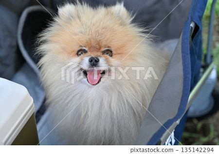 和我的狗狗一起露營:一隻可愛的、笑容燦爛的博美犬 和我的狗狗一起露營:一隻可愛的、笑容燦爛的博美犬 135142294