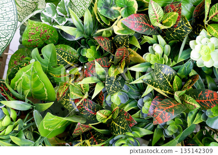 Top view of dense artificial tropical plants and leaves including colorful croton and green succulents. Lush botanical background with vibrant textures for interior design or vertical garden. 135142309