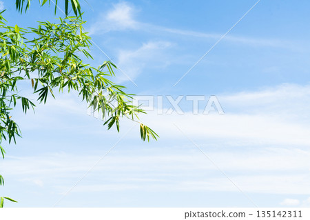 Vibrant green bamboo leaves on branches against a clear bright blue sky with thin white clouds. Minimalist nature background with copy space. Peaceful tropical foliage outdoor scene. 135142311