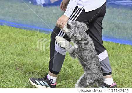 一位女士和她的寵物狗——一隻迷你雪納瑞犬——在狗跑道裡玩耍 一位女士和她的寵物狗——一隻迷你雪納瑞犬——在狗跑道裡玩耍 135142493