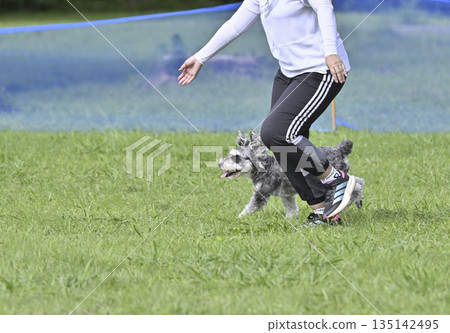 A woman and her pet dog, a miniature schnauzer, playing in a dog run A woman and her pet dog, a miniature schnauzer, playing in a dog run 135142495