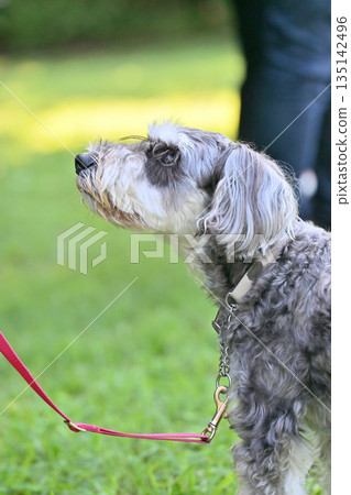 A woman and her pet dog, a miniature schnauzer, playing in a dog run A woman and her pet dog, a miniature schnauzer, playing in a dog run 135142496