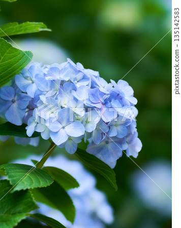 美麗的淺藍色繡球花在昏暗的樹蔭下盛開 135142583