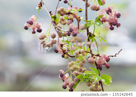 阿克比花 阿克比花 135142645