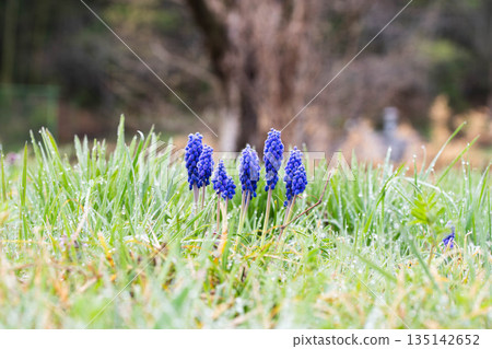 Muskari blooming in the field Muskari blooming in the field 135142652