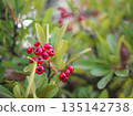 Crimson Piracanca Fruit 135142738