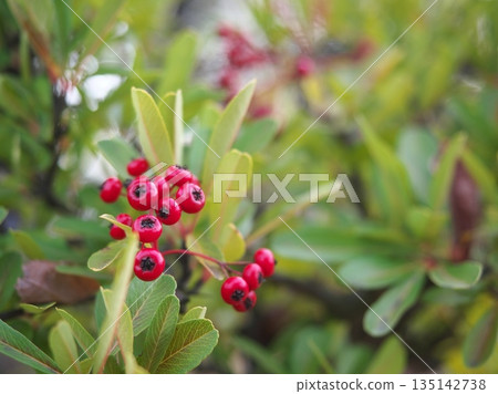 深紅Piracanca果子 135142738