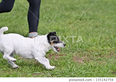 A woman playing with her dog, Jack Russell Terrier, at a dog run 135142759