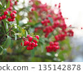 Pyracantha with abundant fruit 135142878