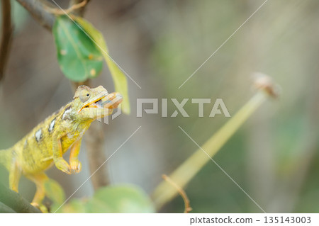 Chameleon eating insect on branch in Madagascar Chameleon eating insect on branch in Madagascar 135143003