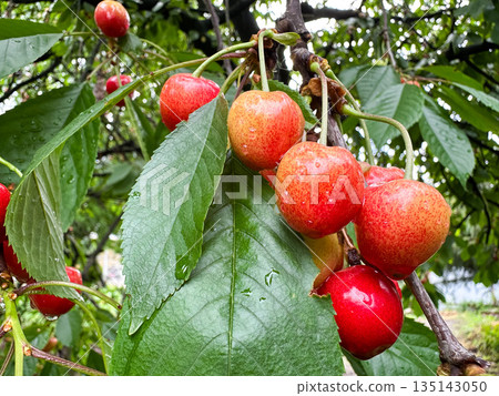Ripe red cherries on a tree branch with vibrant green leaves. 135143050