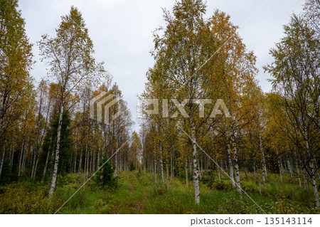 Autumn birch forest path with yellow leaves in Finnish Lapland 135143114