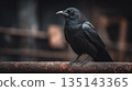 A striking black bird perched on a weathered iron beam, the texture of its feathers juxtaposed against the rusted metal, creating a sense of mystery in the shadows. 135143365