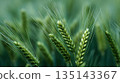 Close-up view of vibrant green wheat stalks in a field, highlighting the beauty and texture of nature's bounty, with soft light and a focus on growth. 135143367