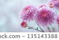 A serene closeup showcases the delicate beauty of pink Chrysanthemums, radiating charm against a soft, muted background. A fresh bud hints at nature's ongoing cycle. 135143388