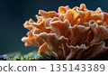 Golden mushrooms clustered together, their delicate frills catching the light. A symbol of nature's intricate beauty and the wonders hidden within the forest depths. 135143389
