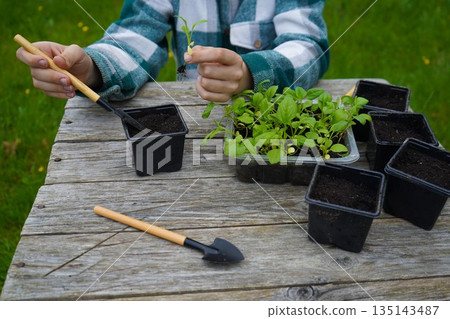 The farmer fills pots with soil, creates a small hole, and tucks in an aster start with care. 135143487