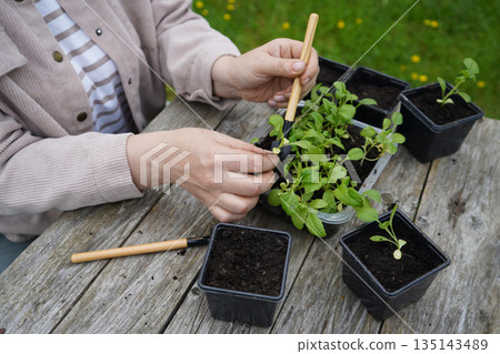 Supporting the root ball, the farmer lowers each aster into its pot and firms the soil around it. Supporting the root ball, the farmer lowers each aster into its pot and firms the soil around it. 135143489
