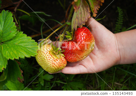 A hand gently plucks a large ripe strawberry from a bush. 135143493