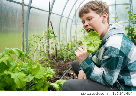Little farmer boy in casual outfit eating lettuce leaves from the garden bed outdoors. Harvest time 135143494