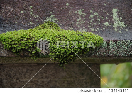 與青苔的風景 與青苔的風景 135143561
