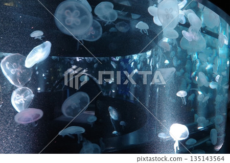 漂浮在水箱的水母 漂浮在水箱的水母 135143564
