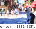 A Curious Cat Observes the Lively Street Scene, Capturing the Essence of Everyday Life in a Vibrant Urban Environment with Colorful Backgrounds and People Walking 135143851