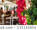 A Vibrant Outdoor Cafe Scene Featuring Lush Greenery and Striking Bougainvillea Flowers Amidst Charming Furniture and Inviting Atmosphere 135143854