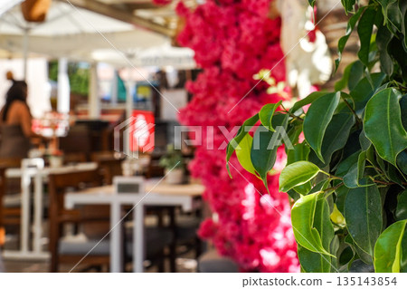 A Vibrant Outdoor Cafe Scene Featuring Lush Greenery and Striking Bougainvillea Flowers Amidst Charming Furniture and Inviting Atmosphere 135143854