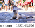 A Serene Cat Relaxing on a Sunlit Cobblestone Street Surrounded by Strolling People in a Charming Urban Environment 135143856