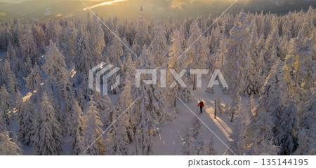 Ski mountaineer walking through a snow covered forest at sunrise. Golden light illuminates frosted trees, creating a peaceful winter adventure scene with strong sense of freedom and solitude. 135144195
