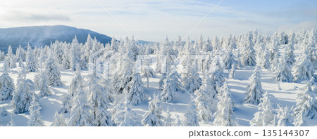 Winter mountain landscape with snow covered evergreen forest and soft rolling terrain. Pristine alpine scenery with long shadows, blue tones, and untouched snow under clear winter light. 135144307