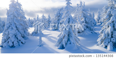 Winter mountain landscape with snow covered evergreen forest and soft rolling terrain. Pristine alpine scenery with long shadows, blue tones, and untouched snow under clear winter light. Winter mountain landscape with snow covered evergreen forest and soft rolling terrain. Pristine alpine scenery with long shadows, blue tones, and untouched snow under clear winter light. 135144308