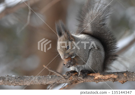 Ezoris吃核桃 135144347