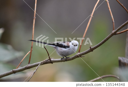 長尾山雀棲息在翠綠的枝葉間 135144348