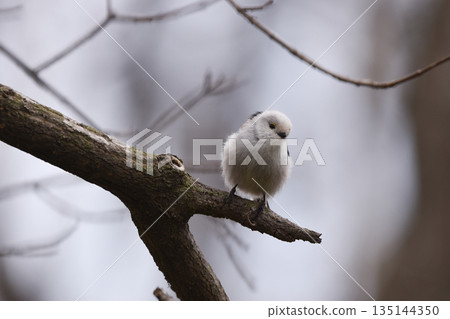 A long-tailed tit sitting still 135144350