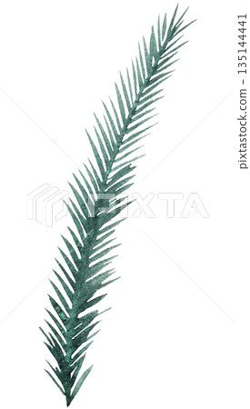 Hand drawn watercolor green spruce or pine tree twig, isolated illustration for winter wedding Hand drawn watercolor green spruce or pine tree twig, isolated illustration for winter wedding 135144441