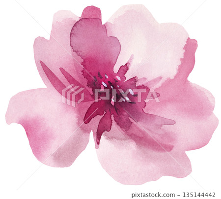 Watercolor light pink rose flower isolated illustration, spring wedding floral pastel element 135144442