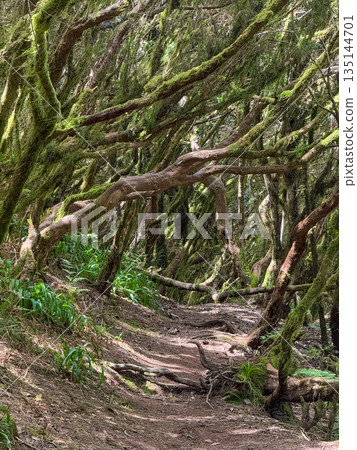 Anaga Forest Trail Tenerife, Ancient Laurel Trees and Hiking Path 135144701