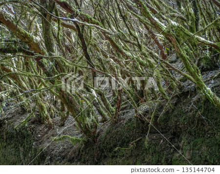 Anaga Forest Tenerife, Mossy Trees and Ancient Laurel Jungle Anaga Forest Tenerife, Mossy Trees and Ancient Laurel Jungle 135144704