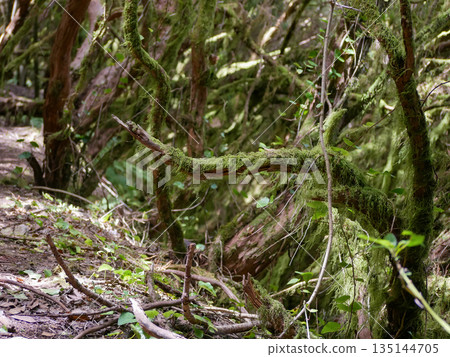 Anaga Forest Tenerife, Mossy Trees and Ancient Laurel Jungle 135144705