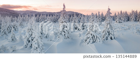 Beautiful Winter Mountain Panorama with Snowy Spruce Trees and Peaks in the Background 135144889