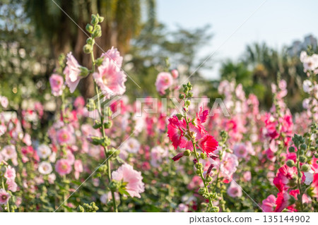 Pink Hollyhocks in the garden with blurred bokeh background 135144902