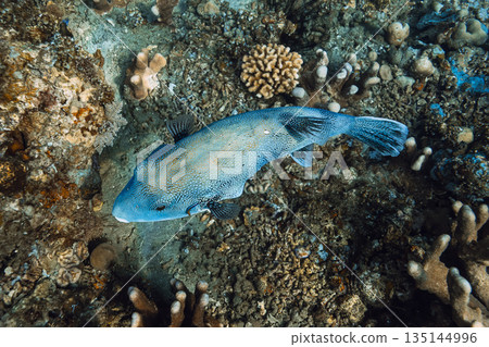 Close up of pufferfish swimming over coral reef in tropical blue sea Close up of pufferfish swimming over coral reef in tropical blue sea 135144996