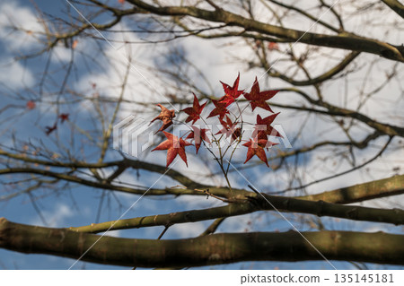 一張特別的照片，展現了秋季鮮紅的楓葉，在藍天和枯枝的映襯下，呈現出晚秋的美麗景象。 135145181