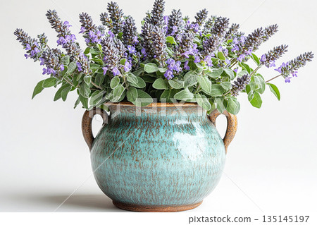 Bush is grow in ceramic pot. Potted sage plant with gray-green leaves and purple flowers on a white background. Herb in pot. Salvia is grown as garden plants. 135145197