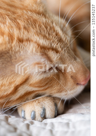Cat sleeping on his paw with protective cover 135145237