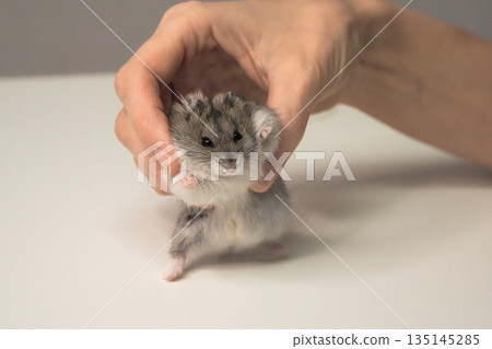 A small hamster is being held by a person's hand A small hamster is being held by a person's hand 135145285