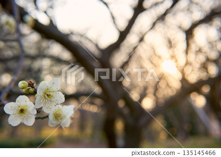 夕陽下,潔白的梅花閃閃發光 夕陽下,潔白的梅花閃閃發光 135145466